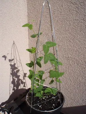 Mučenka (Passiflora) - vše o mučenkách