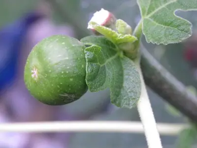 Fíkovník / Ficus carica /