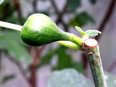Fíkovník / Ficus carica /