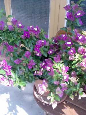 Bougainvillea vášeň pro její pěstování