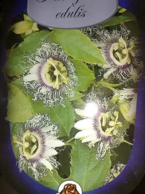 Mučenka (Passiflora) - vše o mučenkách