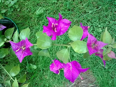 Bougainvillea vášeň pro její pěstování
