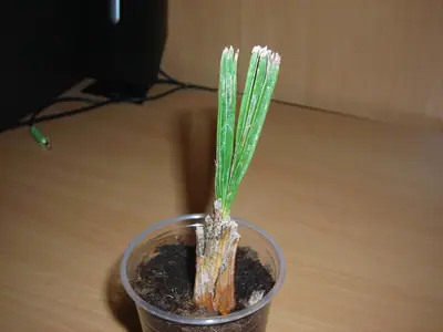 Ma palmička šanci na přežití?