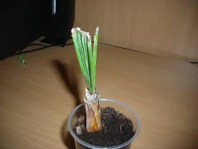 Ma palmička šanci na přežití?