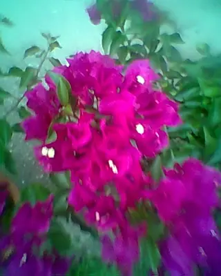 Bougainvillea vášeň pro její pěstování