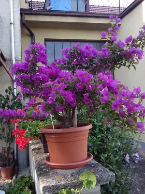 Bougainvillea vášeň pro její pěstování