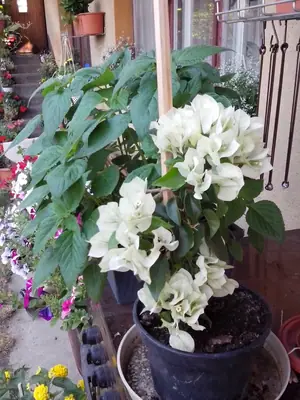 Bougainvillea vášeň pro její pěstování