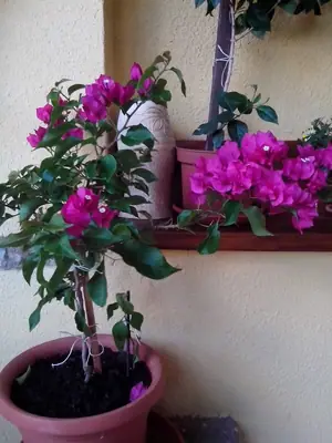 Bougainvillea vášeň pro její pěstování