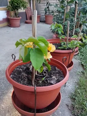 Bougainvillea vášeň pro její pěstování