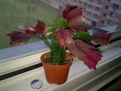 Vánoční kaktus kvetení