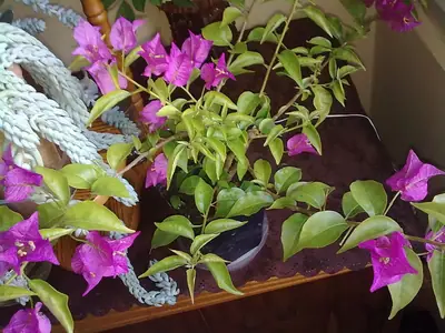 Bougainvillea vášeň pro její pěstování
