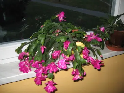 Vánoční kaktus - péče