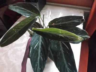 Kalatea