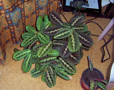 Maranta