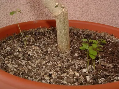 Mučenka (Passiflora) - vše o mučenkách