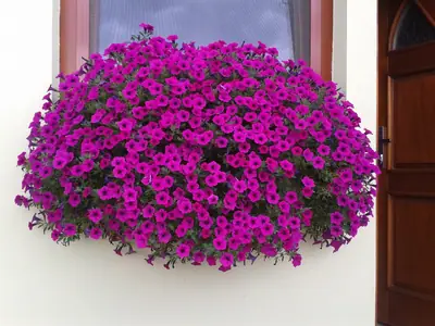 Balkónová zahrada