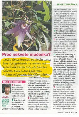 Mučenka (Passiflora) - vše o mučenkách