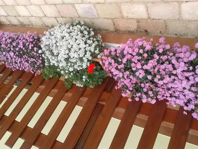Brachyscome Brachykome Všelichae