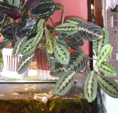 Maranta