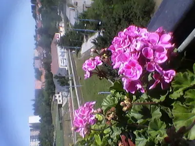 Balkónová zahrada