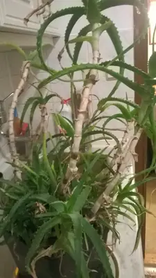 Jak zachránit aloe vera...
