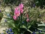 Tulipany ztraci barvu