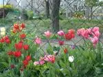 Tulipany ztraci barvu