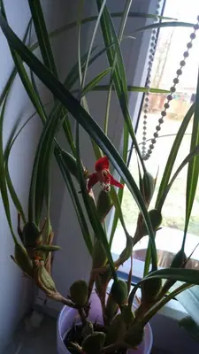 Prosím, nevíte někdo, co je tohle za orchidej?