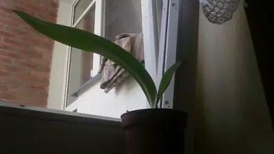 Jak se jmenuje tato kytka a jak ji rozmnožit?