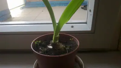 Jak se jmenuje tato kytka a jak ji rozmnožit?