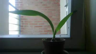 Jak se jmenuje tato kytka a jak ji rozmnožit?