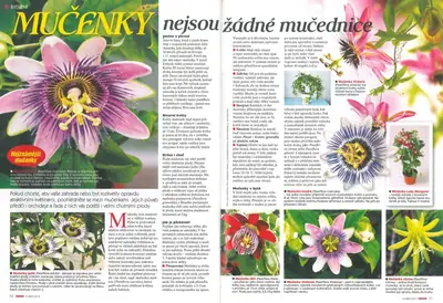 Mučenka (Passiflora) - vše o mučenkách