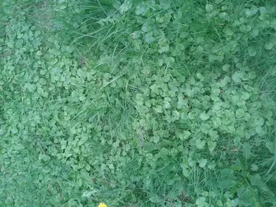 Plevel podobný jak blatouch