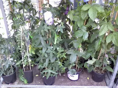 Mučenka (Passiflora) - vše o mučenkách