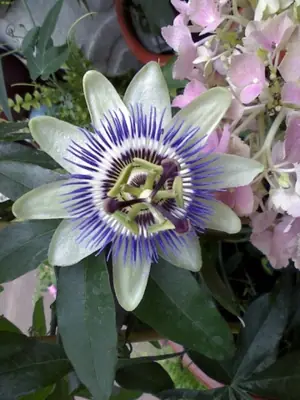 Mučenka (Passiflora) - vše o mučenkách