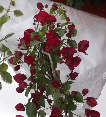Bougainvillea vášeň pro její pěstování