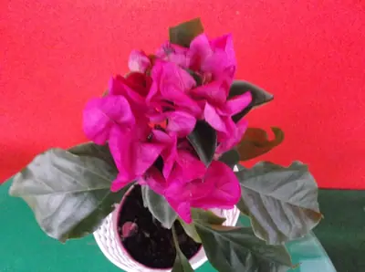 Bougainvillea vášeň pro její pěstování