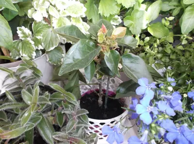 Bougainvillea vášeň pro její pěstování