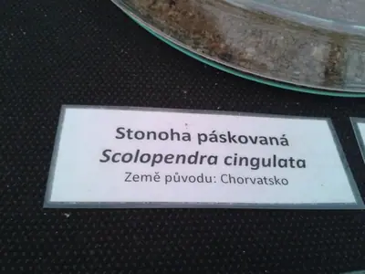 Odhalíte název rostliny?