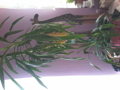 Yucca elephantipes - usychání