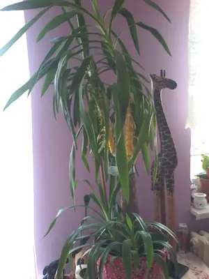 Yucca elephantipes - usychání