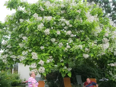 Katalpa trubačovitá