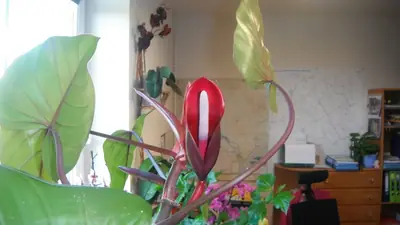 Filodendron