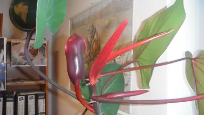 Filodendron
