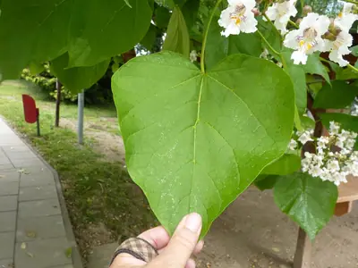 Katalpa trubačovitá