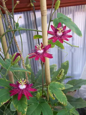 Mučenka (Passiflora) - vše o mučenkách