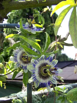 Mučenka (Passiflora) - vše o mučenkách