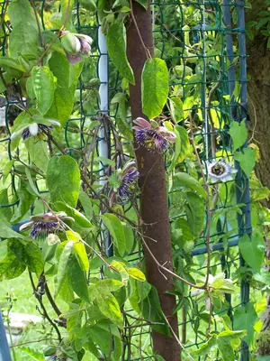 Mučenka (Passiflora) - vše o mučenkách