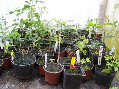 Mučenka (Passiflora) - vše o mučenkách