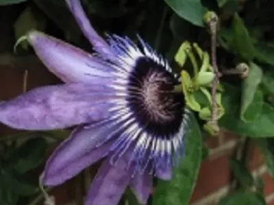 Mučenka (Passiflora) - vše o mučenkách